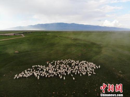 图为奔跑在山丹军马场草地上的“山丹羊”。　杨艳敏　摄